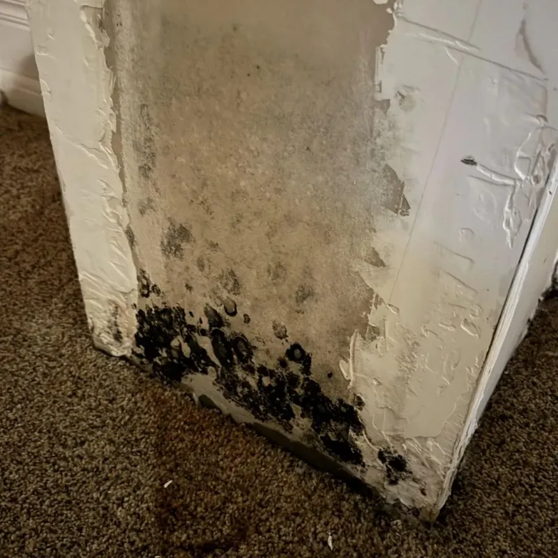 Professional Mold Removal in Harrogate, TN